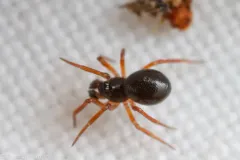 Pelecopsis sculpta thumbnail 2