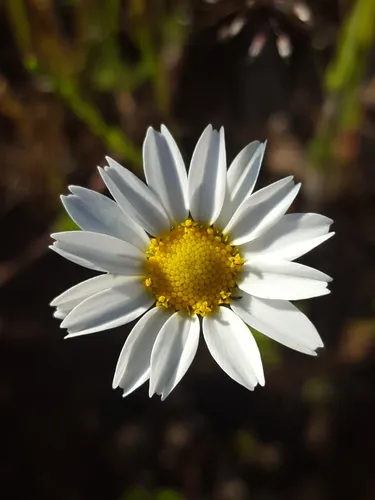 Corn Chamomile
