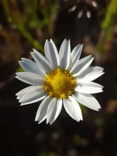 Corn Chamomile thumbnail 1