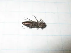 Spectralia gracilipes thumbnail 1