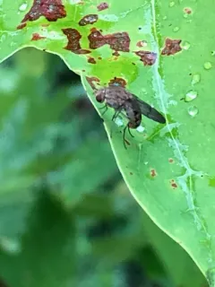 Curtonotum helvum thumbnail 4