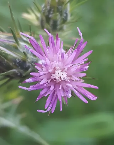 Italian thistle