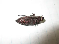 Buprestis consularis thumbnail 3