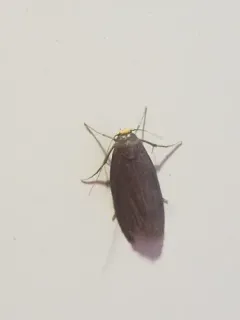 Lesser Wax Moth thumbnail 4