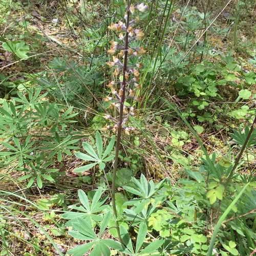 Kincaid's Lupine