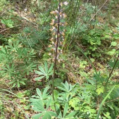 Kincaid's Lupine thumbnail 1