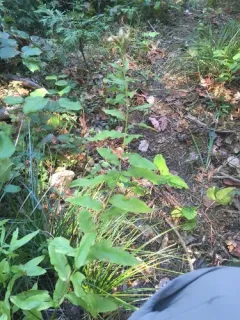 wayside aster thumbnail 1