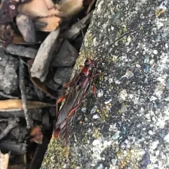 Necydalis diversicollis thumbnail 2