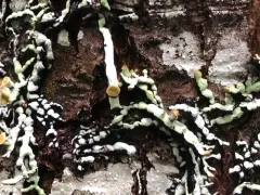 Beaded Tube Lichen thumbnail 2