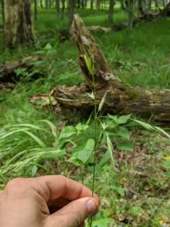Nottoway Brome Grass thumbnail 2