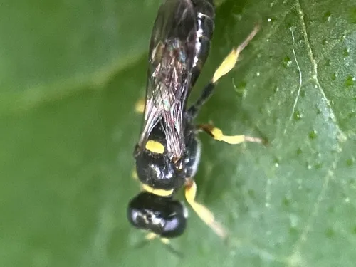 Crossocerus impressifrons