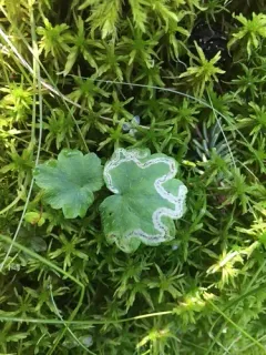 Phytomyza mitellae thumbnail 3