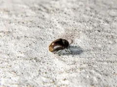 Mesocoelopus collaris thumbnail 4