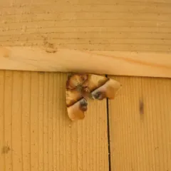 Straight-lined Plagodis Moth thumbnail 3