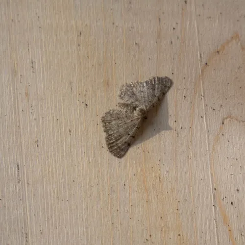Four-barred Gray