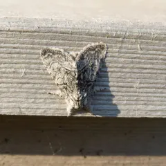 Brother Moth thumbnail 4