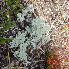 Alaska Wormwood thumbnail 2
