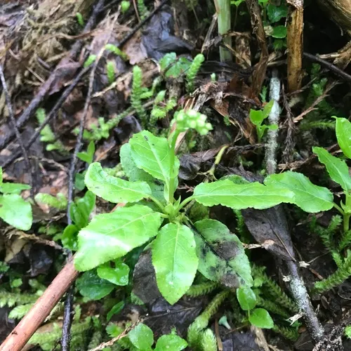 one-sided wintergreen