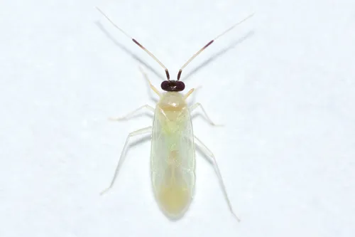 Paraproba capitata