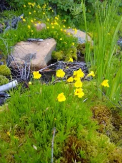 Threadleaf Primrose Monkeyflower thumbnail 4