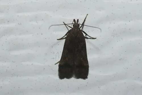 Two-spotted Dichomeris Moth
