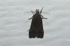 Two-spotted Dichomeris Moth thumbnail 1