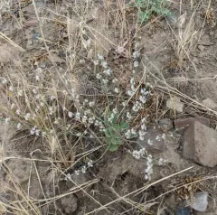 Wickerstem Buckwheat thumbnail 2