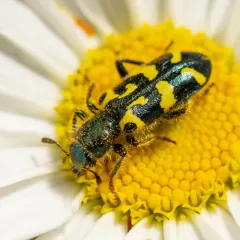 Ornate Checkered Beetle thumbnail 2