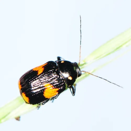 Red-Banded Bassar