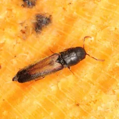 Isorhipis obliqua thumbnail 2