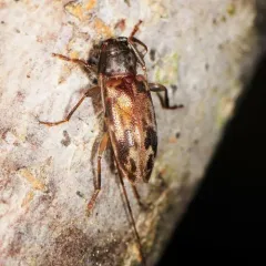 Urgleptes signatus thumbnail 1