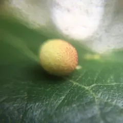 Jewel Oak Gall Wasp thumbnail 1