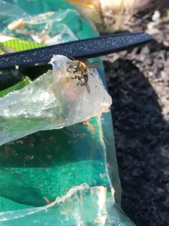 Scurfy Pea Carder Bee thumbnail 4