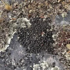 Caribou thumbnail 2