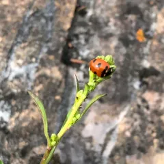 Transverse Lady Beetle thumbnail 4