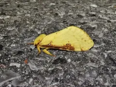 Willow Ghost Moth thumbnail 2
