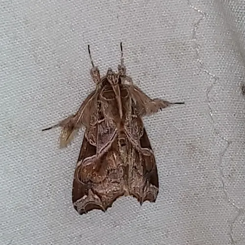 Florida Fern Moth
