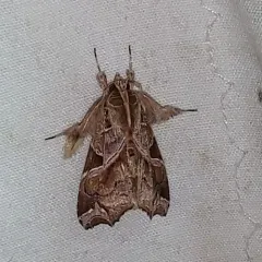 Florida Fern Moth thumbnail 1