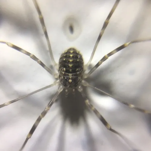 Opilio saxatilis