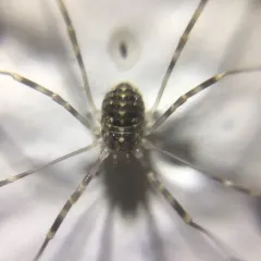 Opilio saxatilis thumbnail 1