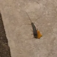 Long-tailed Silverfish thumbnail 3
