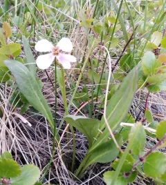 Naked-stemmed Wallflower thumbnail 2