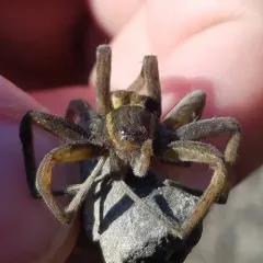 Six-spotted Fishing Spider thumbnail 2