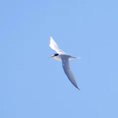 Least Tern thumbnail 2