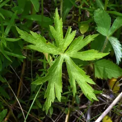 meadow anemone thumbnail 2