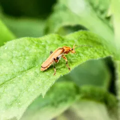 Cantharis livida thumbnail 3