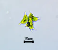 Sorastrum americanum thumbnail 2