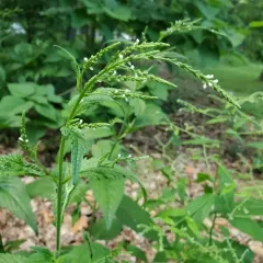 white vervain thumbnail 2
