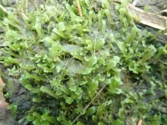 Apopellia alpicola thumbnail 2