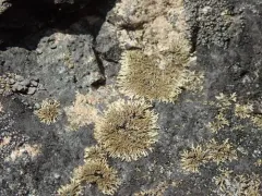 Peppered Brownette Lichen thumbnail 1